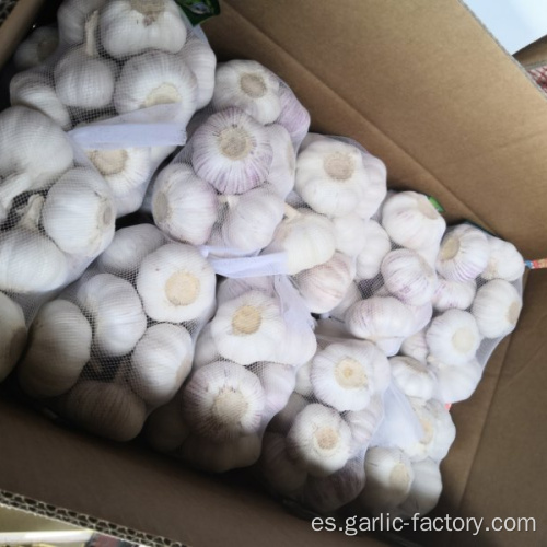 Nuevo precio de cultivo de ajo blanco en jin xiang